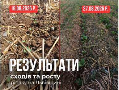 Результати сходів та росту ріпаку на Львівщині